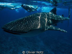 wunderful experience to snorkel with a whale shark. Unfor... by Olivier Notz 